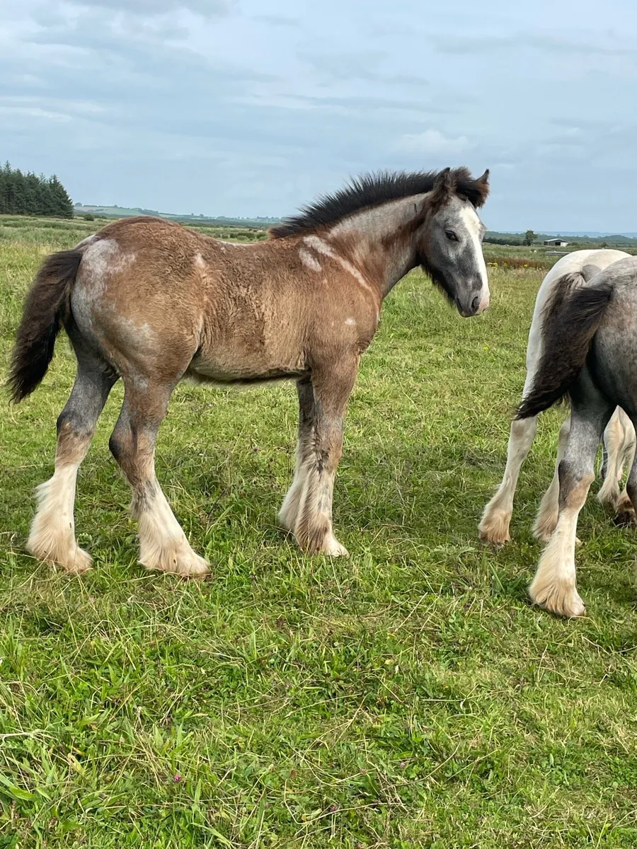 Colt foal - Image 2