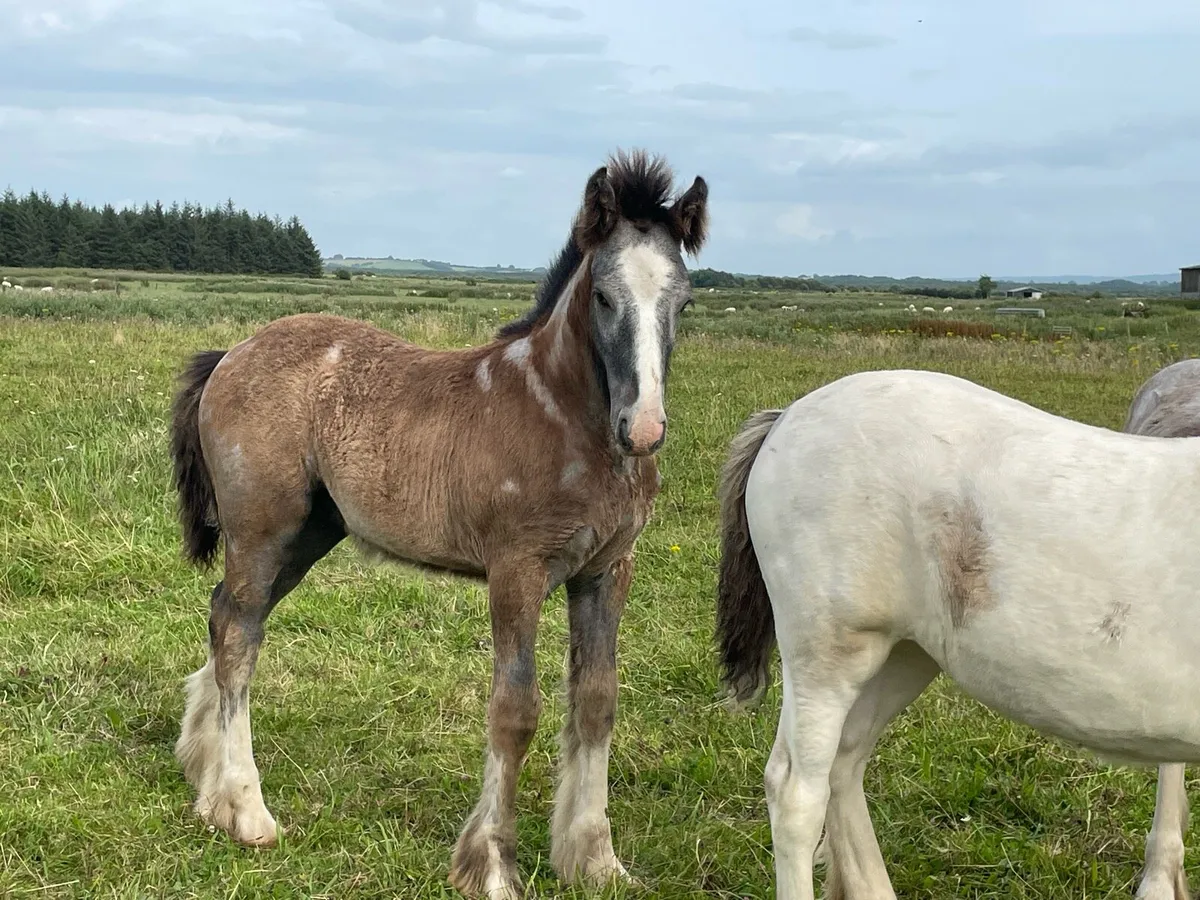 Colt foal - Image 3