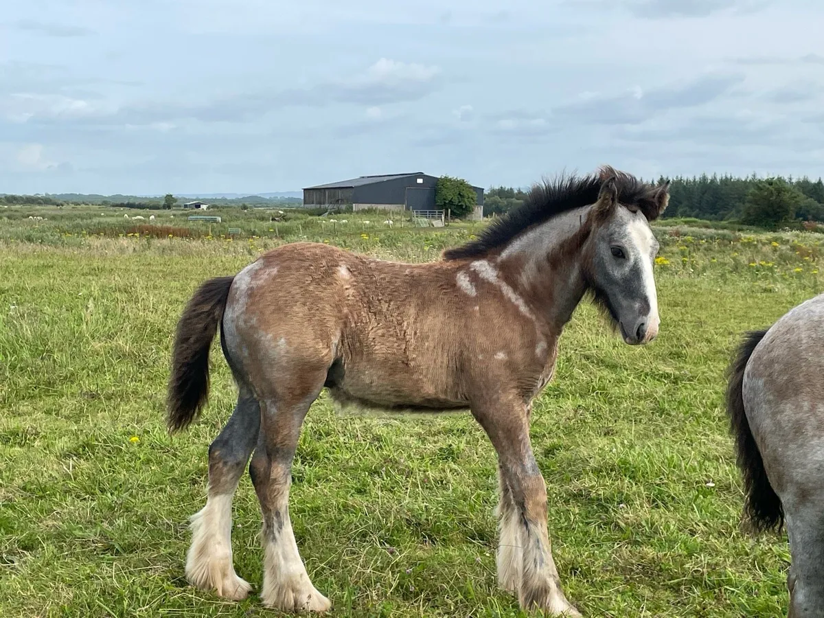 Colt foal - Image 4