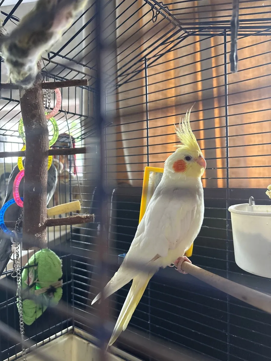 Cockatiels - Image 1