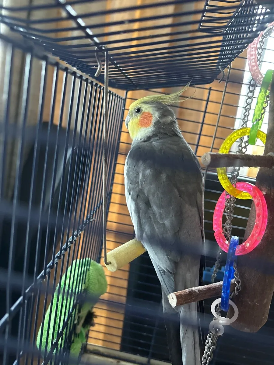 Cockatiels - Image 2