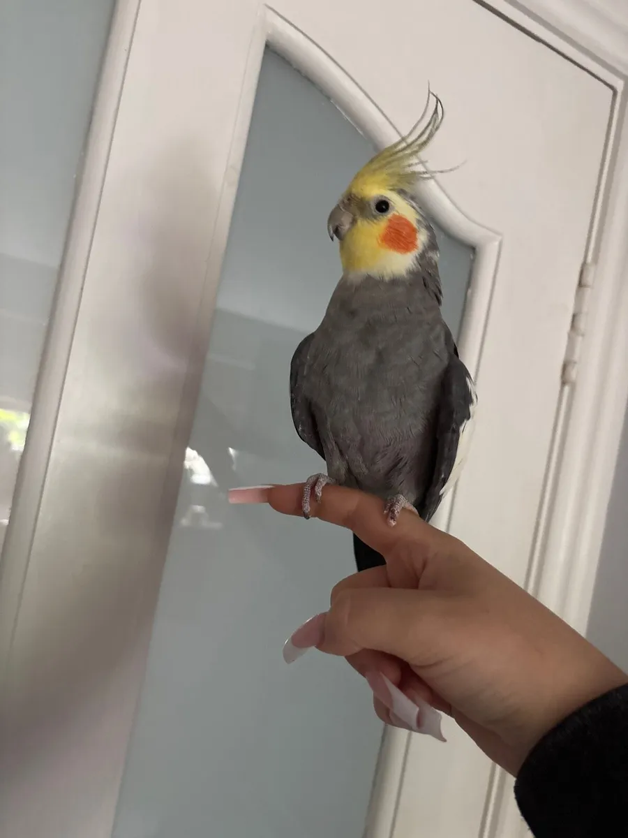 Cockatiels - Image 3