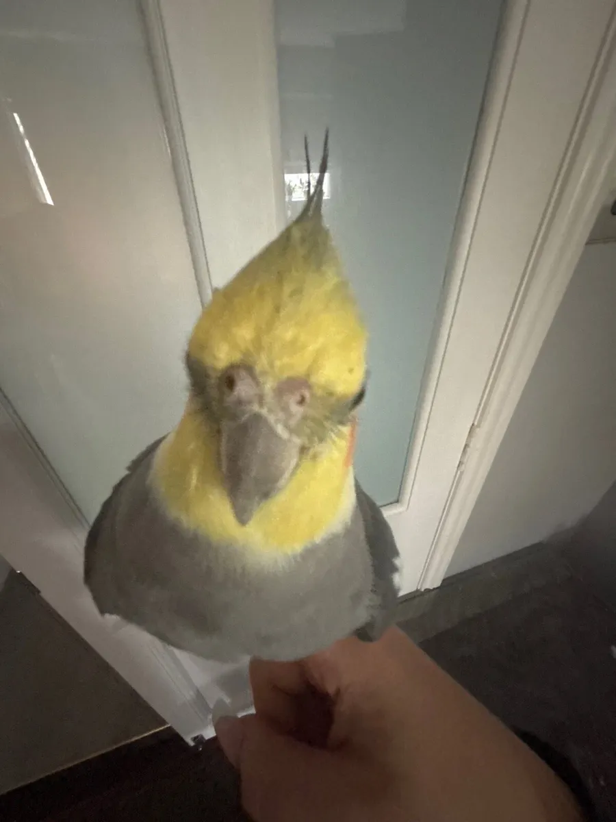 Cockatiels - Image 4
