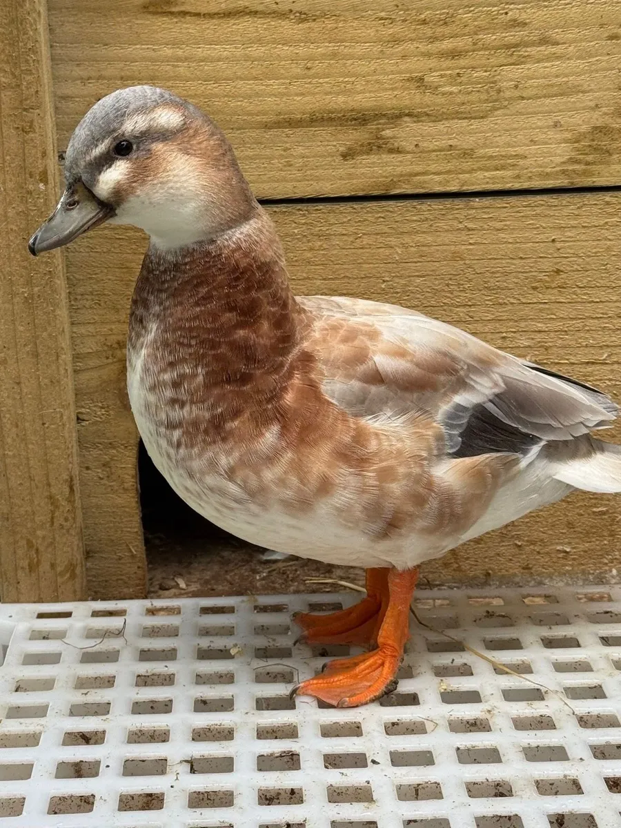 Call ducks - Image 2