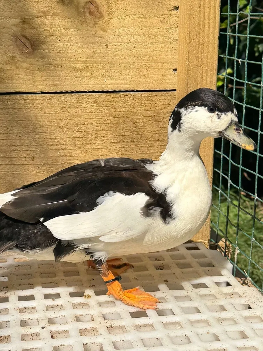 Call ducks - Image 3