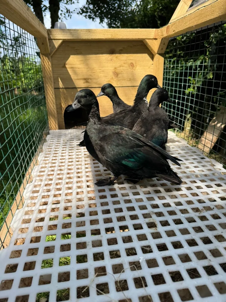 Call ducks - Image 1
