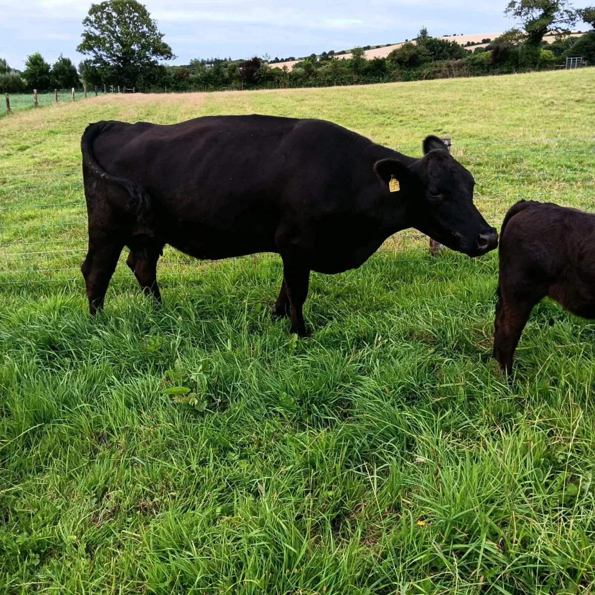 Pedigree Registered Angus Cows and Calves - Image 3