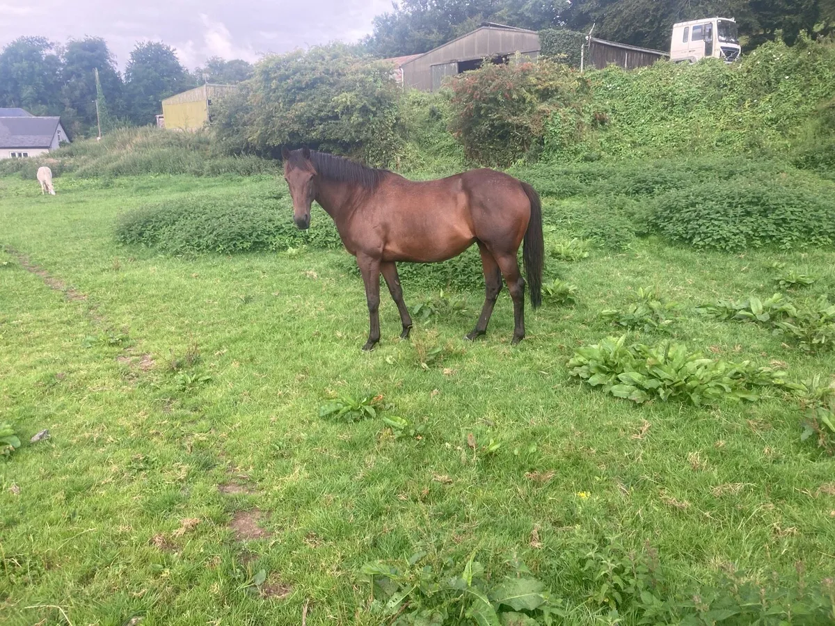 Horse - Image 2
