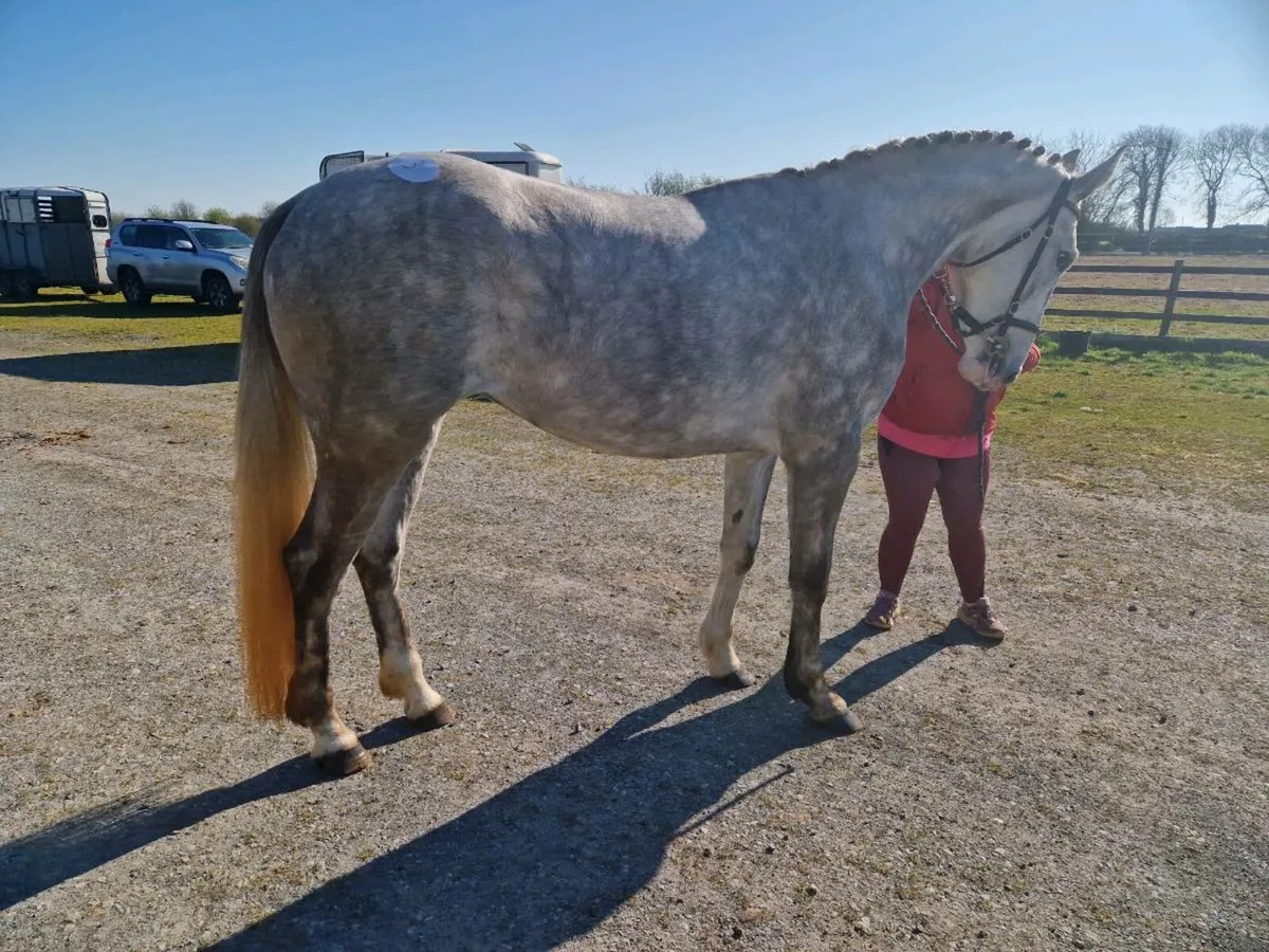 3yr old Gelding/Filly & 2yr old Filly - Image 1