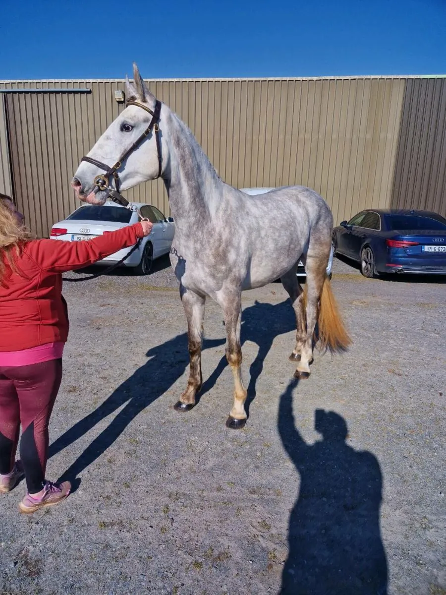 3yr old Gelding/Filly & 2yr old Filly - Image 2