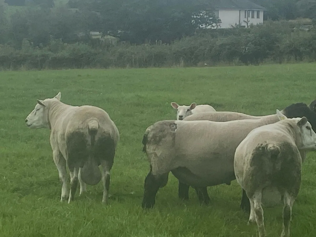 PBNR Texel Rams - Image 2