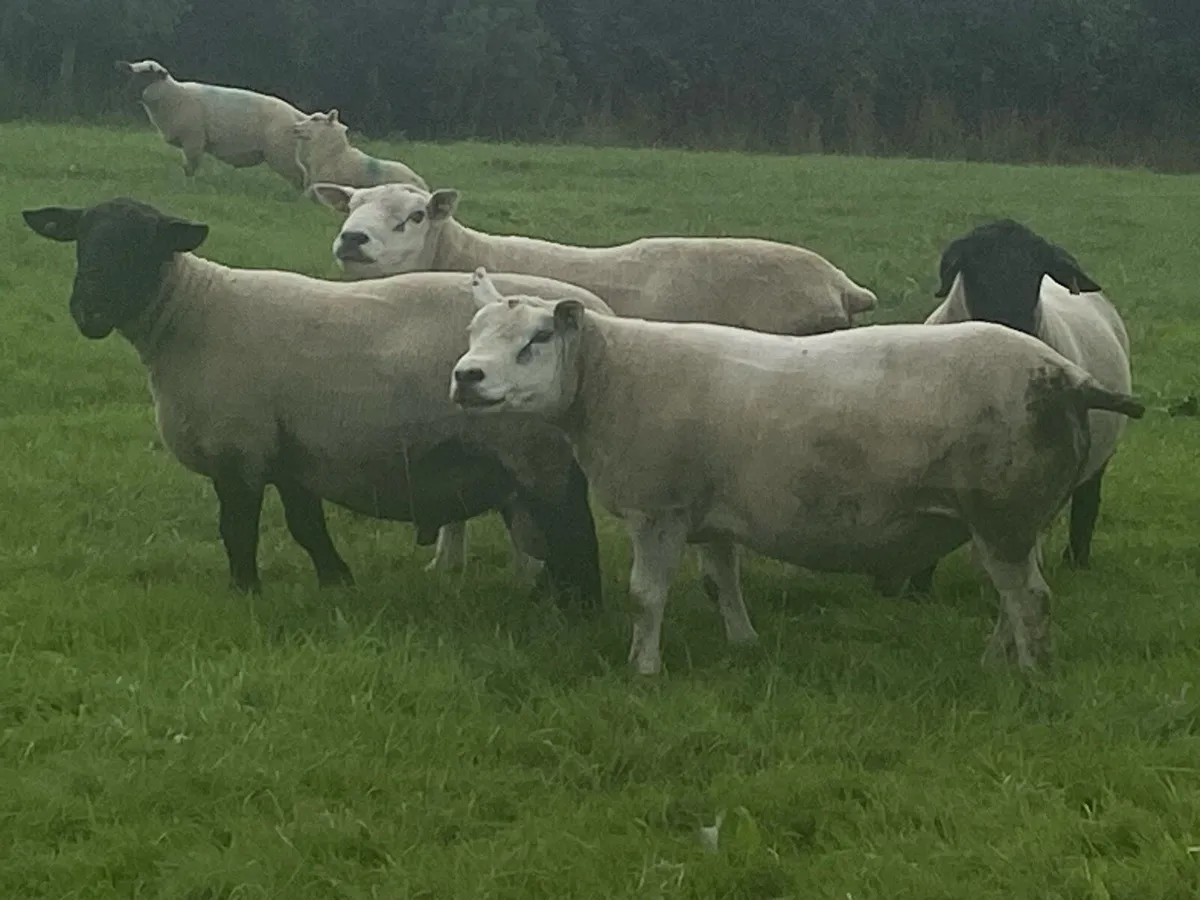 PBNR Texel Rams - Image 1