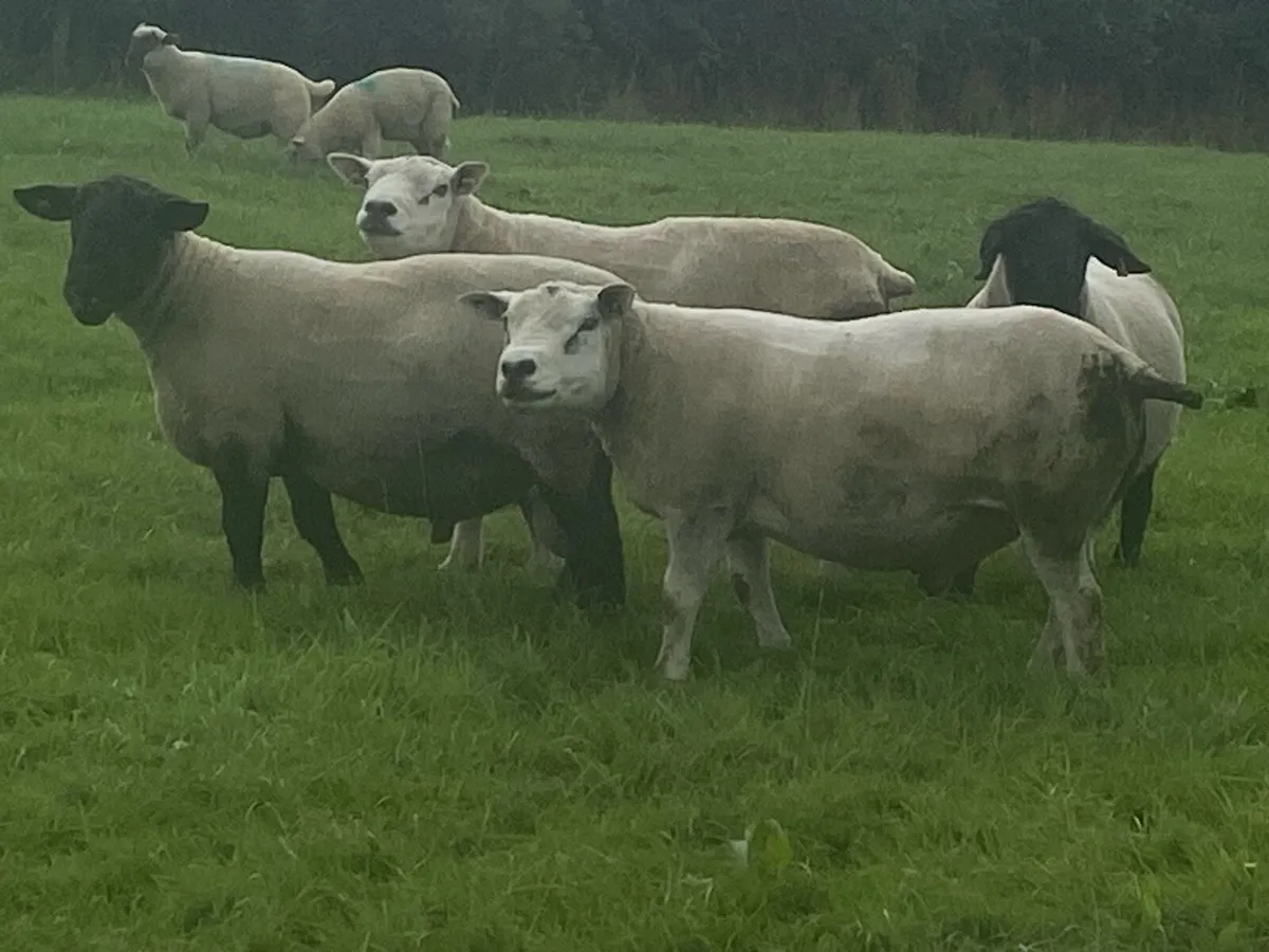 PBNR Texel Rams - Image 3