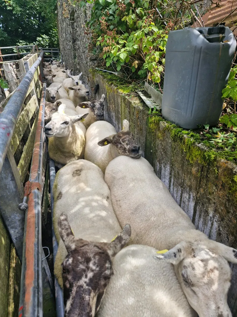 Ewe Hoggets - Image 1