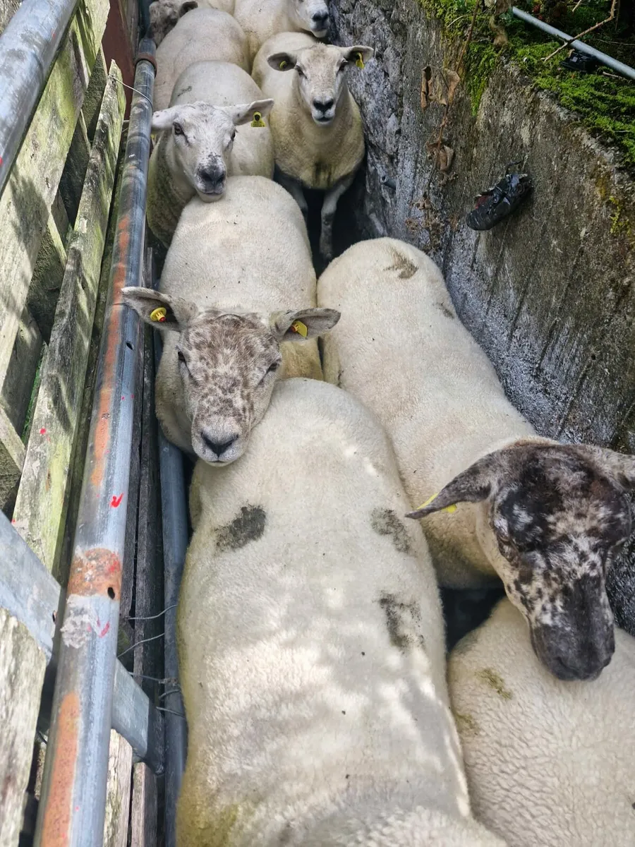 Ewe Hoggets - Image 2