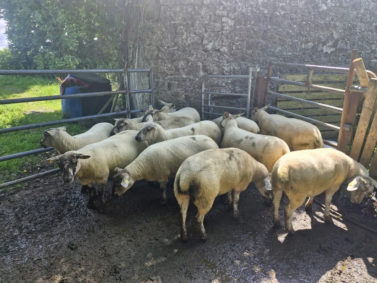 Ewe Hoggets - Image 3