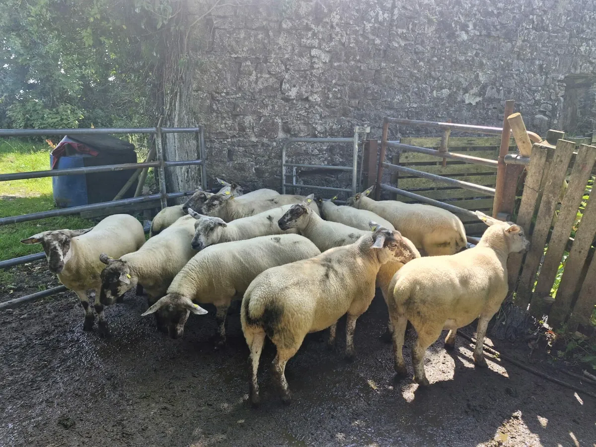 Ewe Hoggets - Image 4