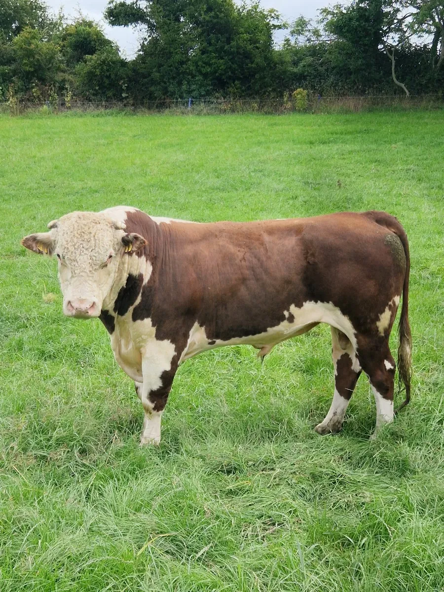 Herford bull - Image 1