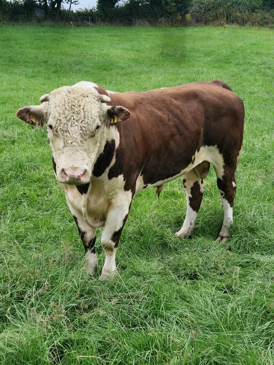 Herford bull - Image 4