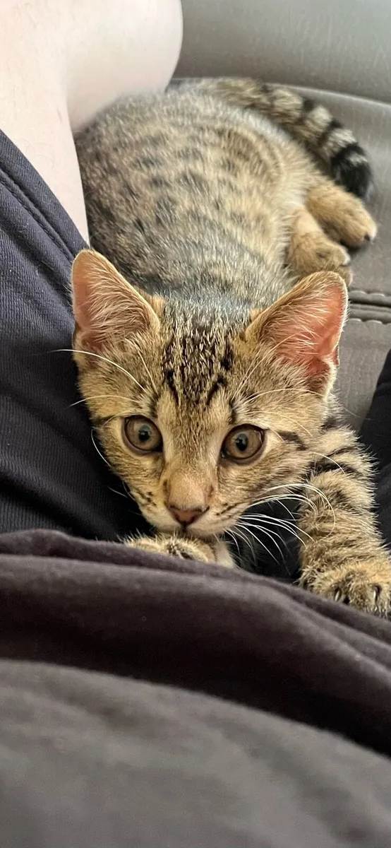 Kitten - Image 1
