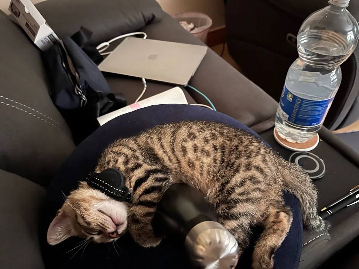 Kitten - Image 2