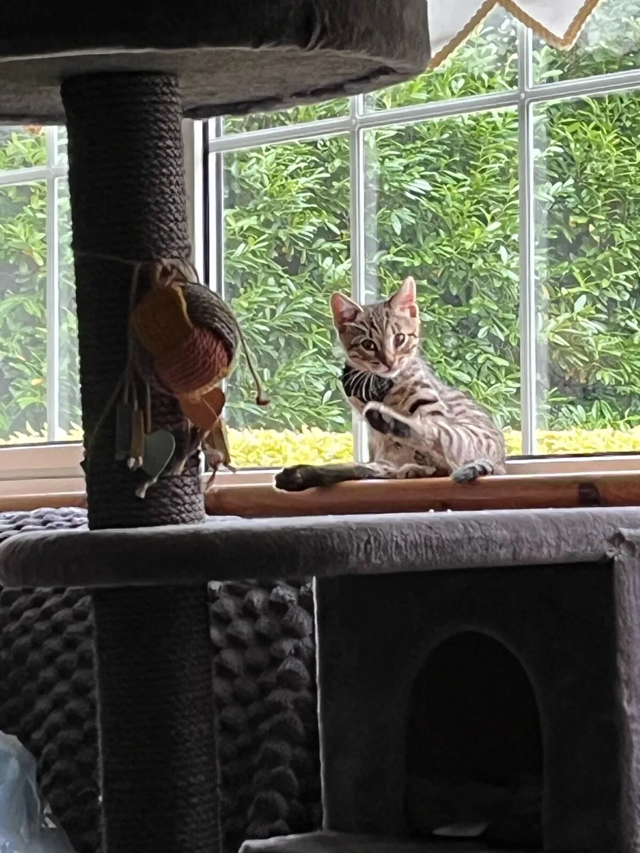 Kitten - Image 3