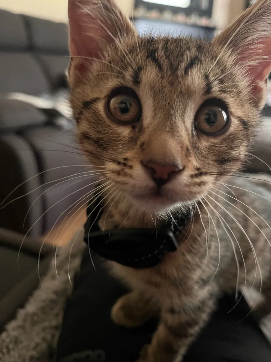 Kitten - Image 4