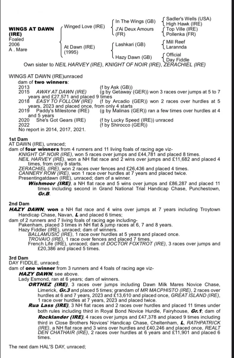Yearling NH TB Filly - Image 2