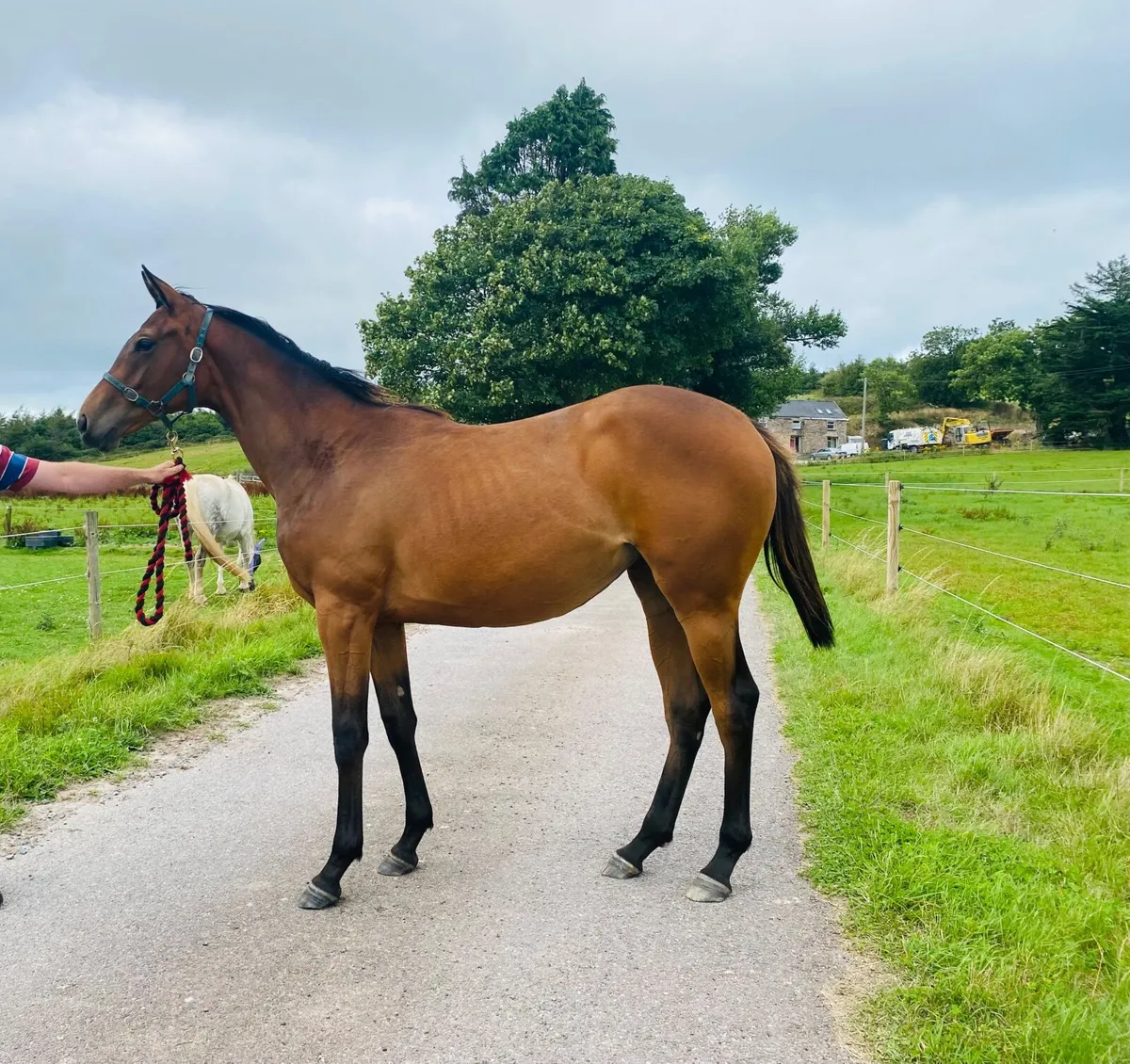 Yearling NH TB Filly - Image 1