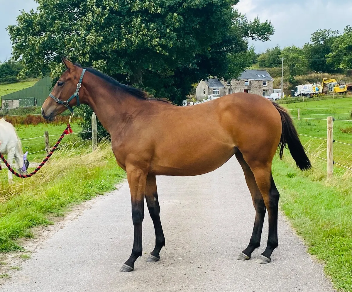 Yearling NH TB Filly - Image 3