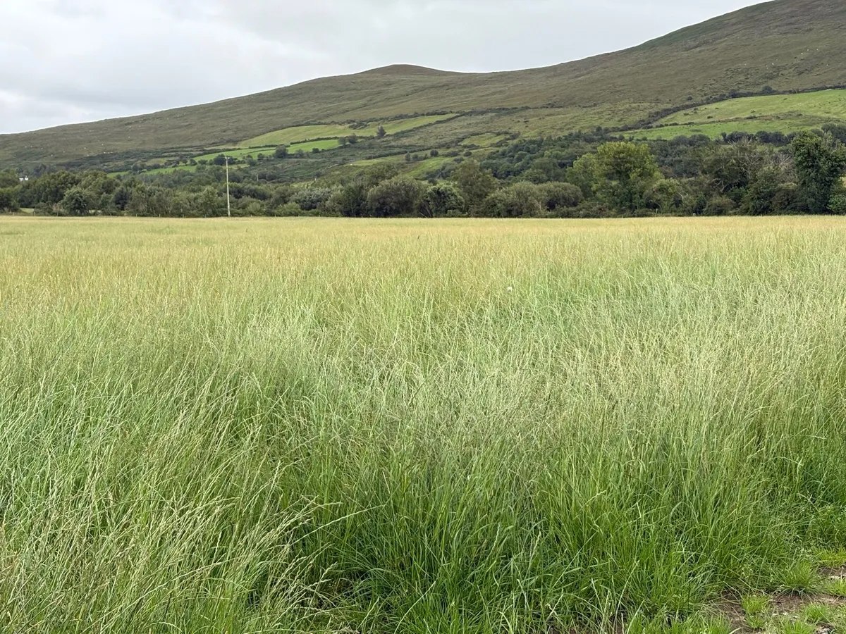 Silage - Image 1