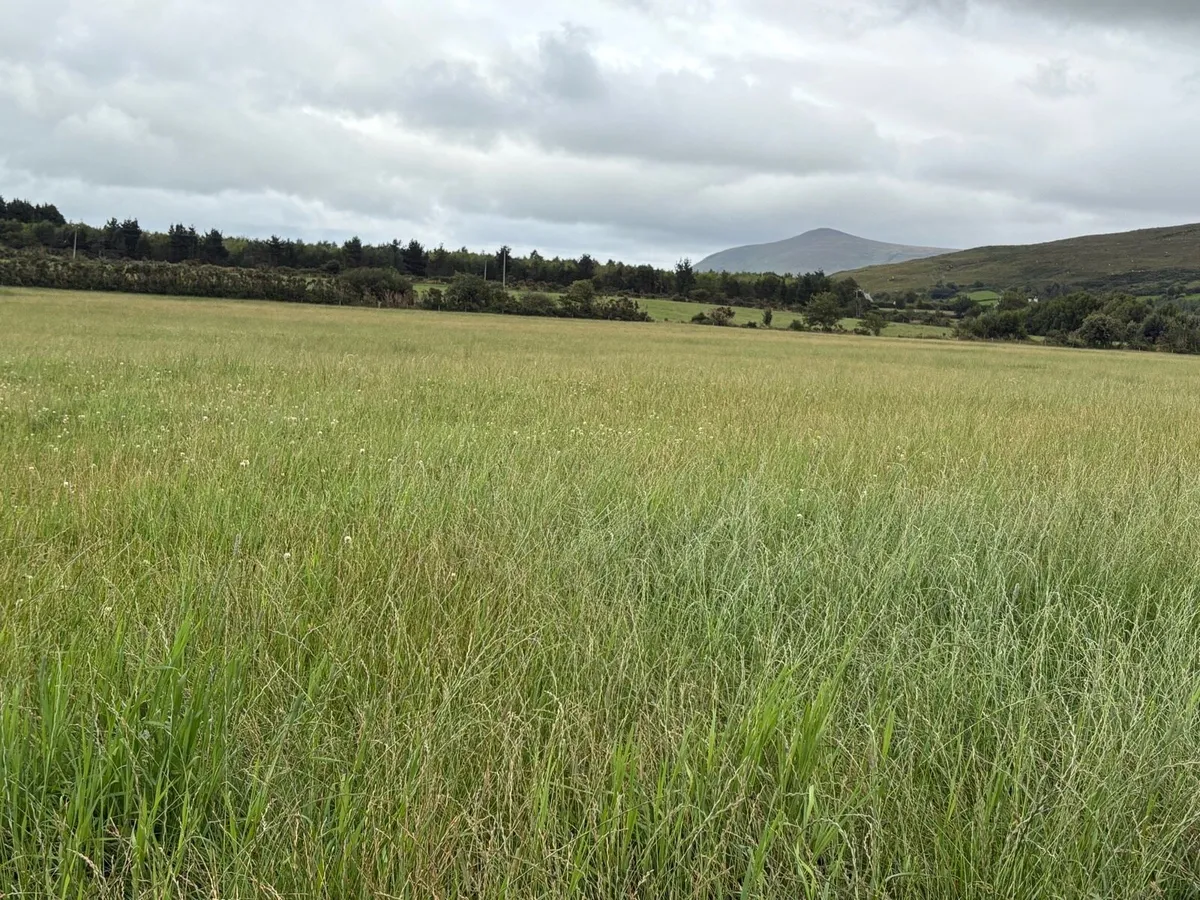 Silage - Image 2
