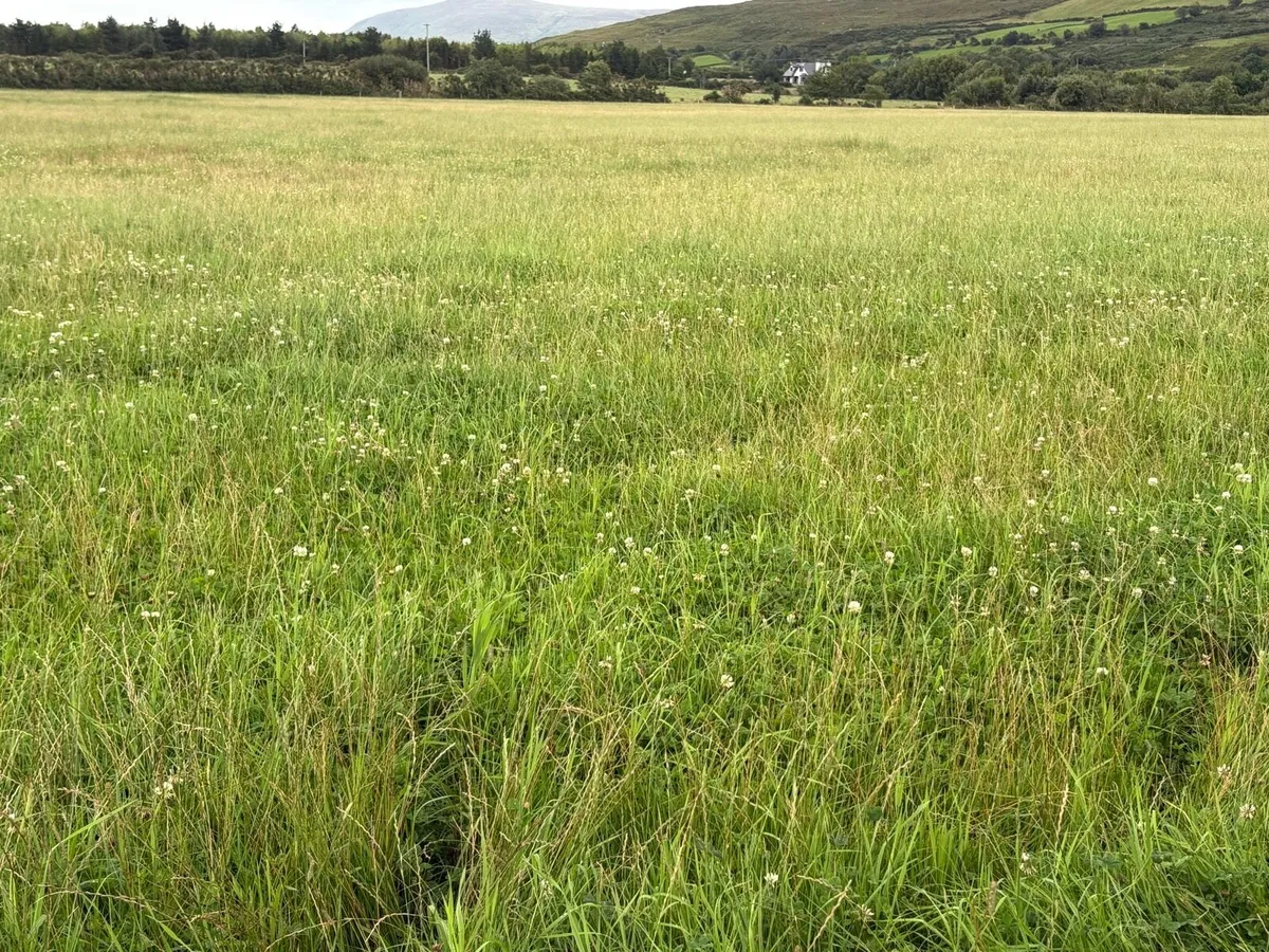 Silage - Image 4