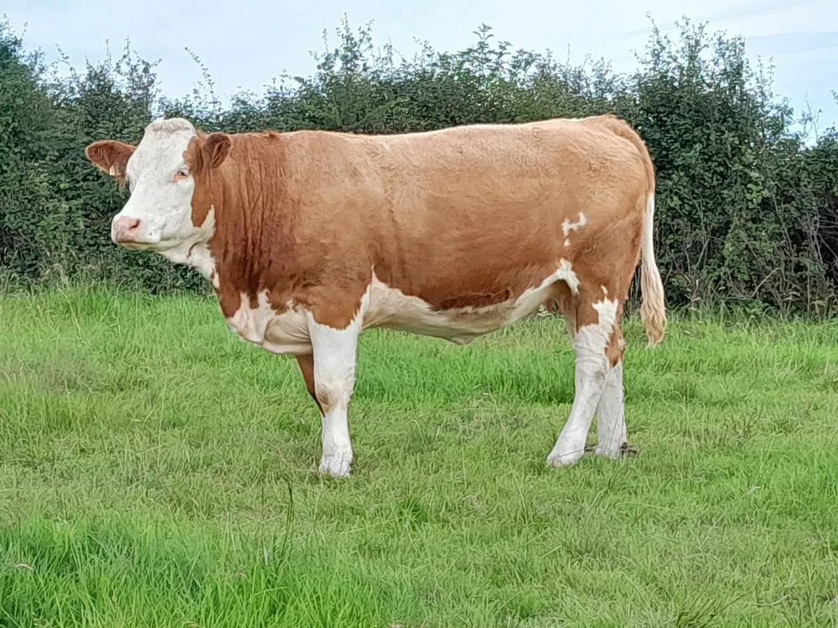 Manorhamilton Mart - PB In-Calf Heifers For Sale - Image 2
