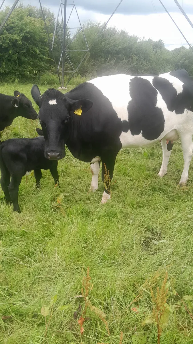 We buy all types of culls