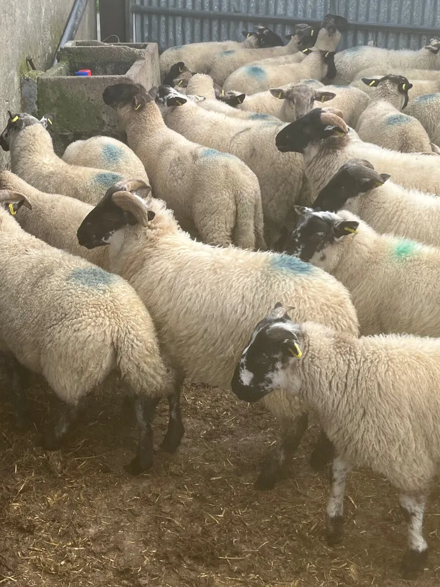 Store lambs - Image 3