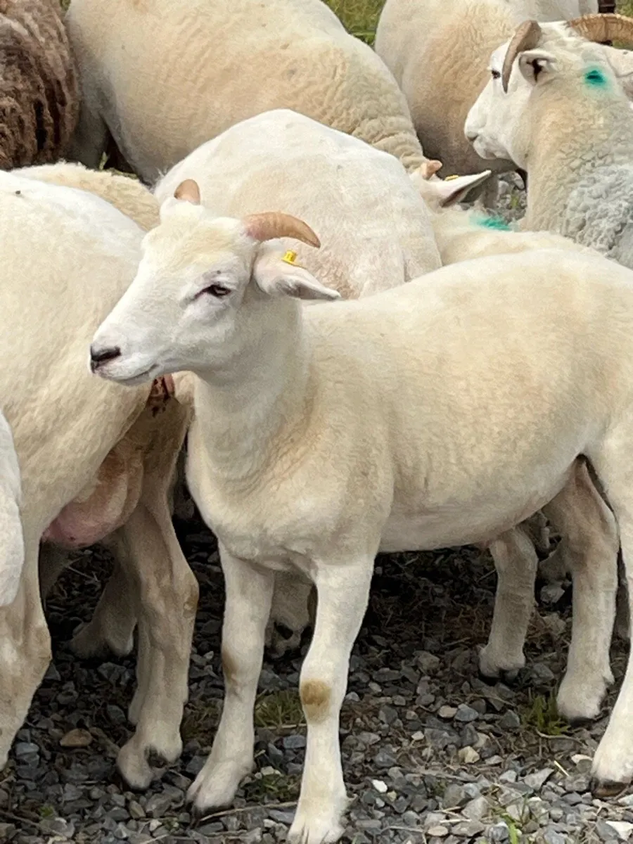 Wiltshire Horn lambs - Image 1