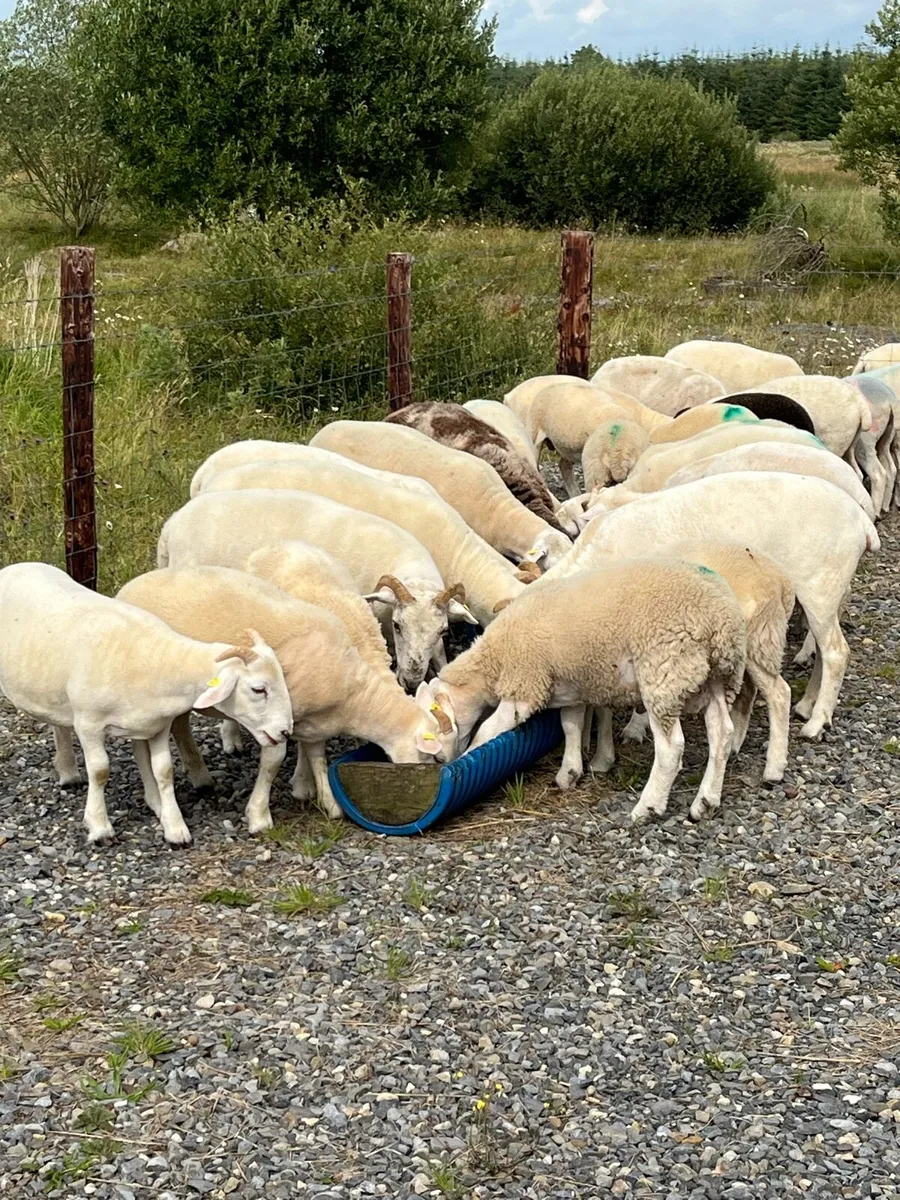 Wiltshire Horn lambs - Image 2
