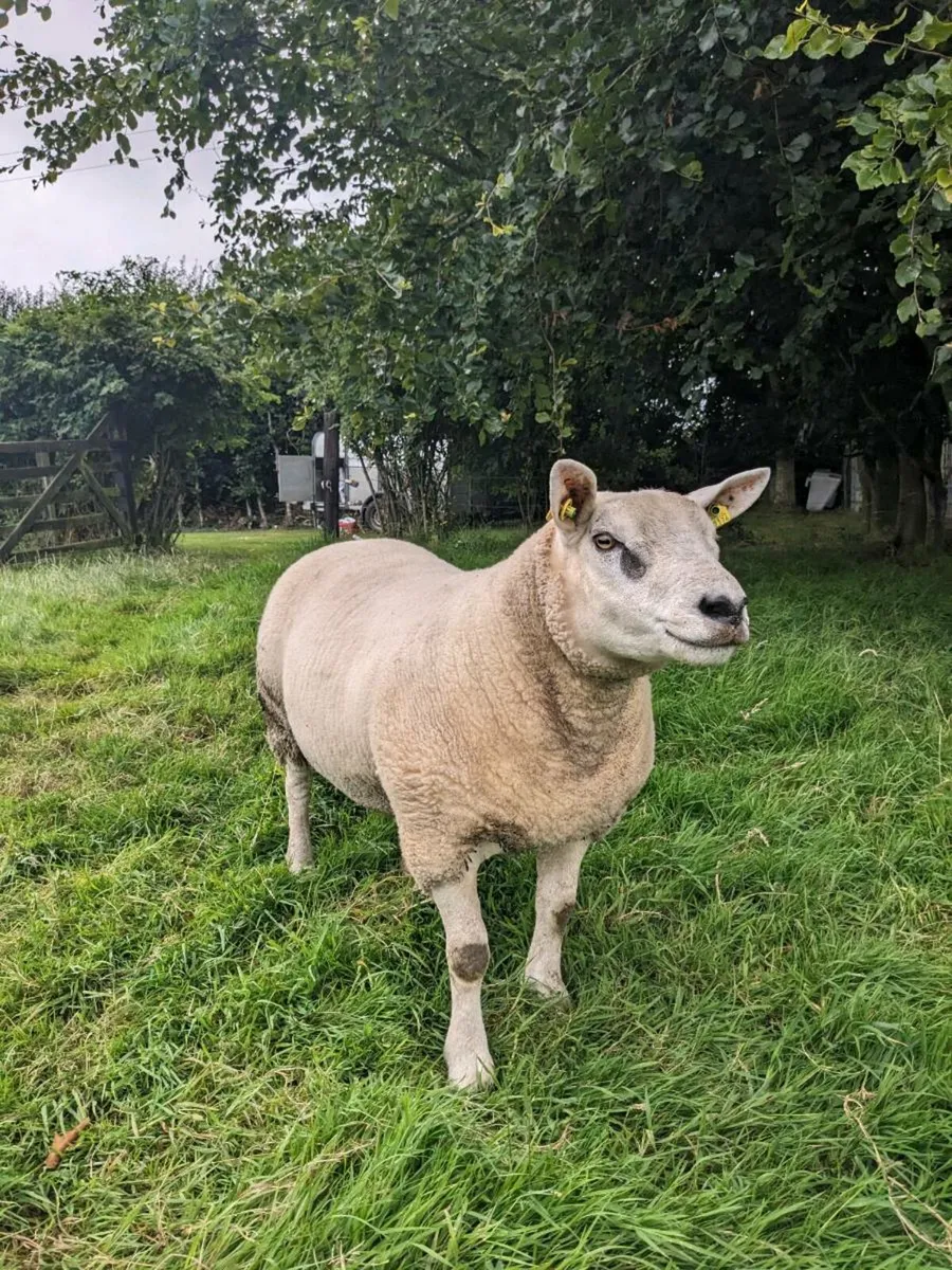 7 Texel ewes PBR. - Image 2