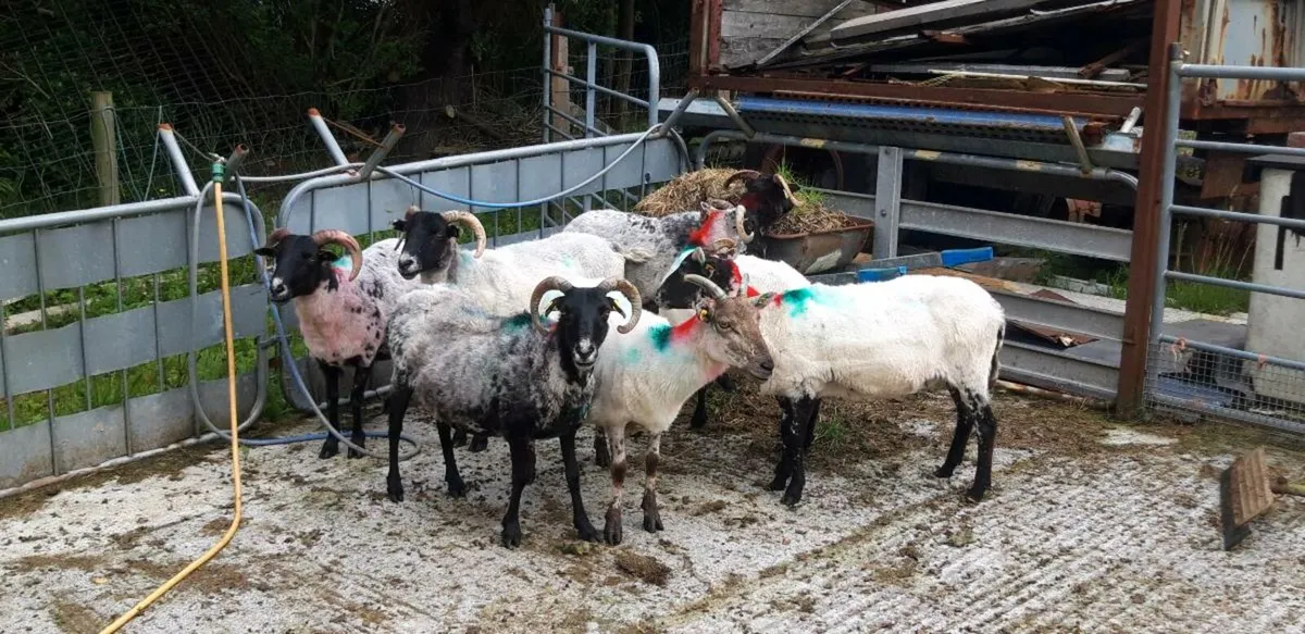 Mayo ewes for sale. - Image 2