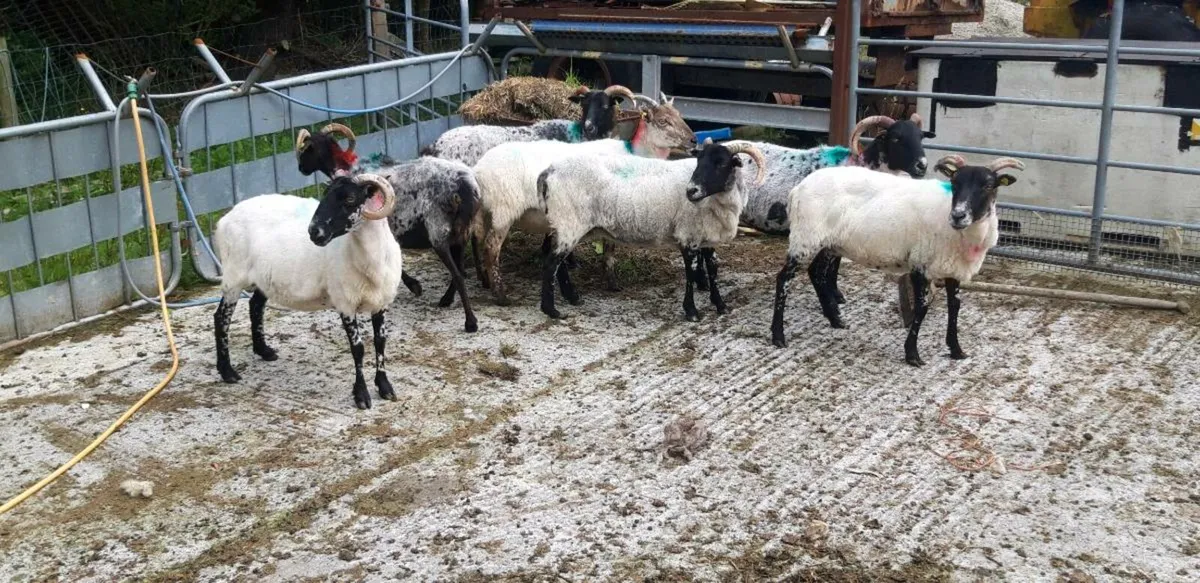Mayo ewes for sale. - Image 1