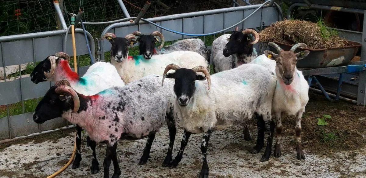 Mayo ewes for sale. - Image 3
