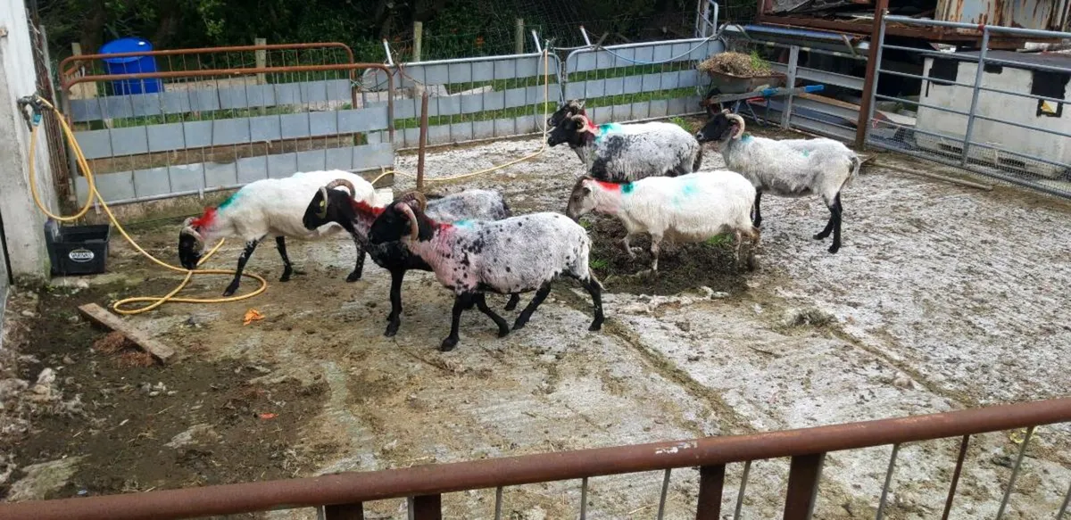 Mayo ewes for sale. - Image 4