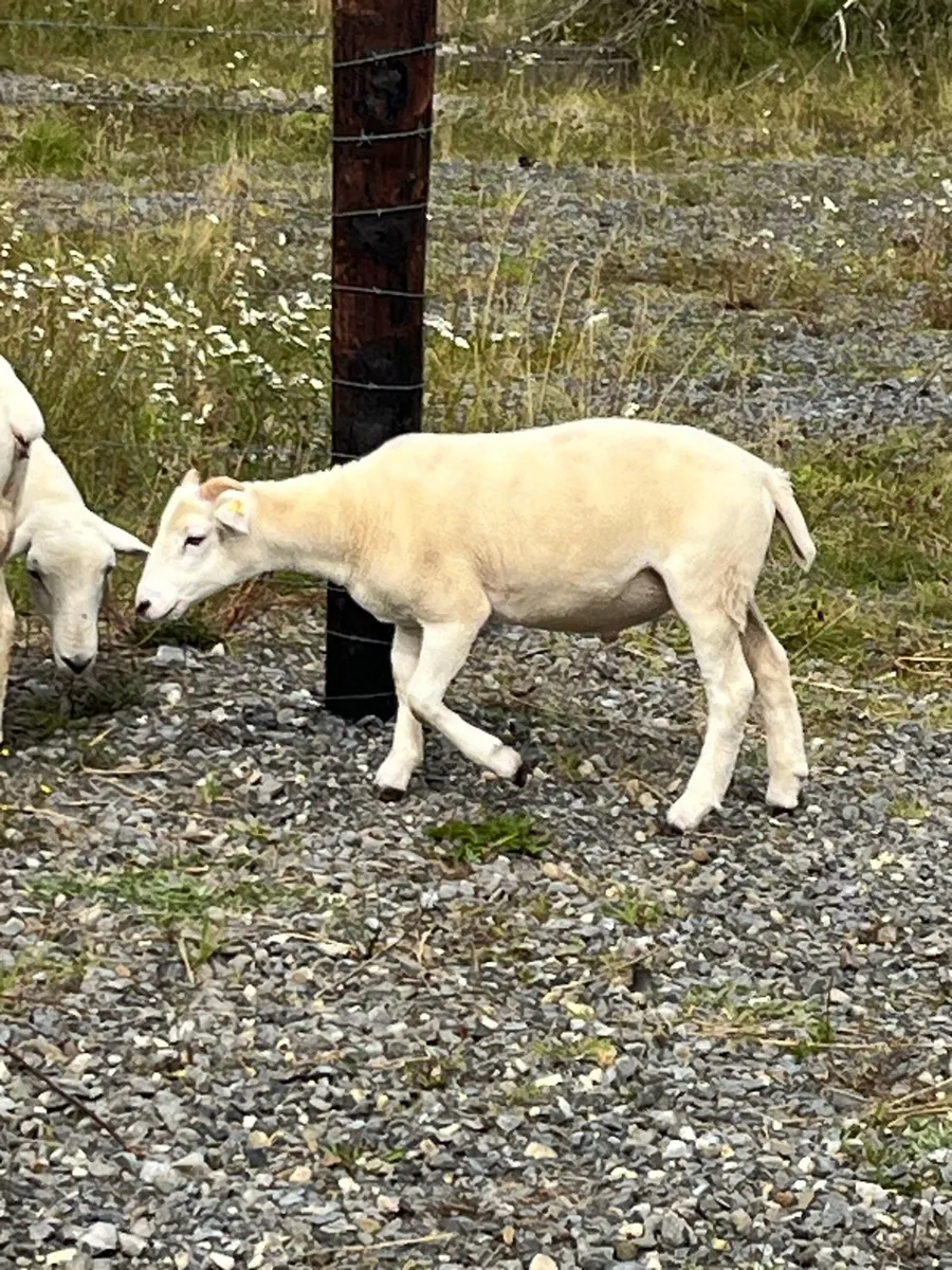 Wiltshire Horn lambs - Image 3