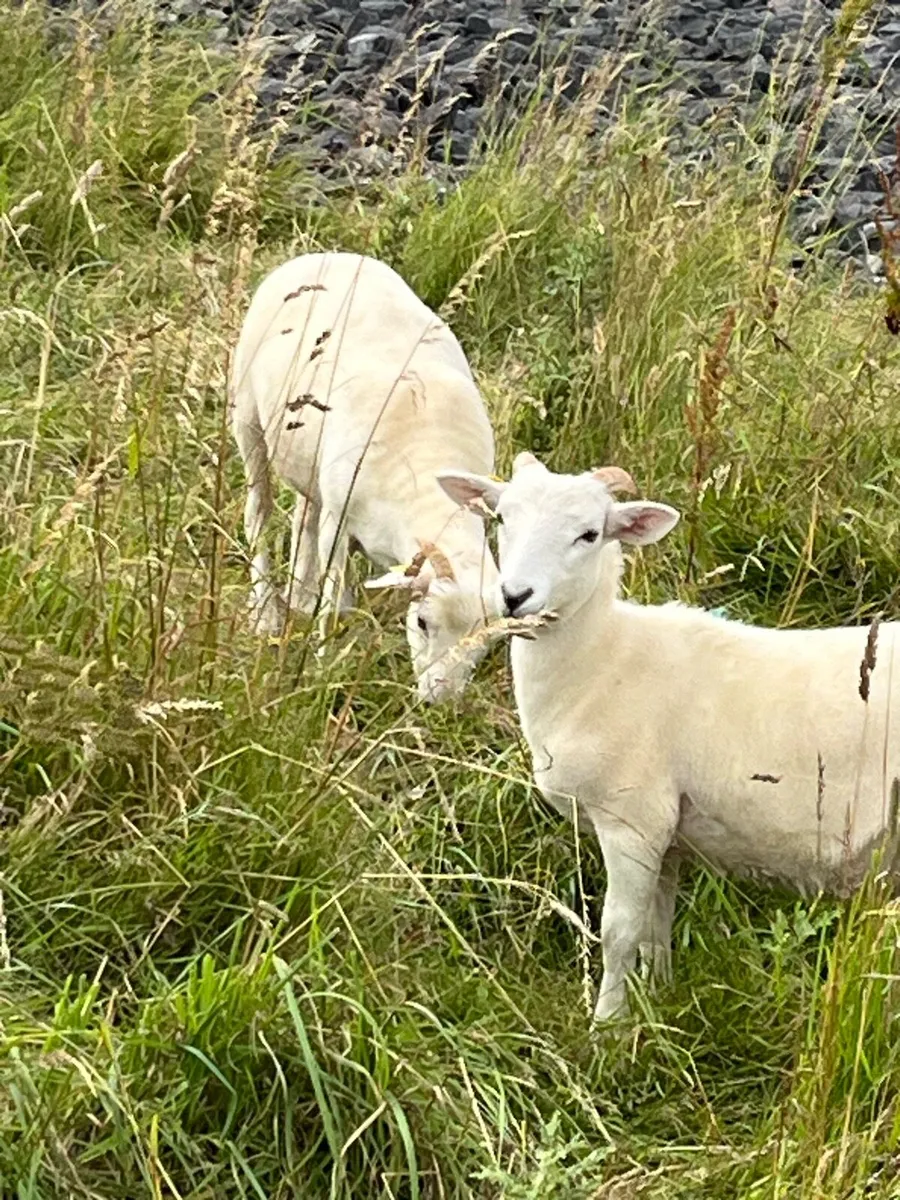 Wiltshire Horn lambs - Image 4