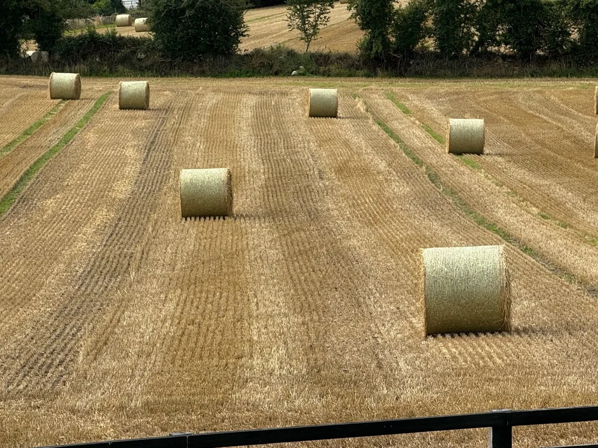 Golden spring barley bales - Image 1