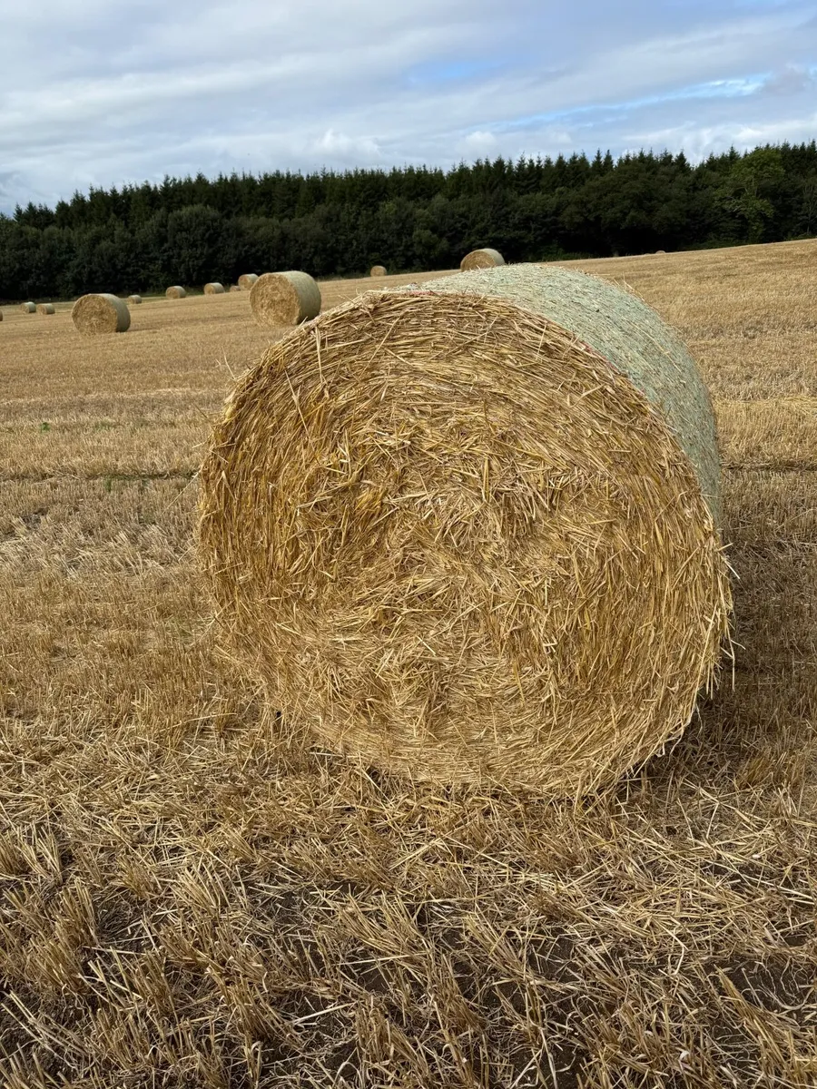 Golden spring barley bales - Image 2