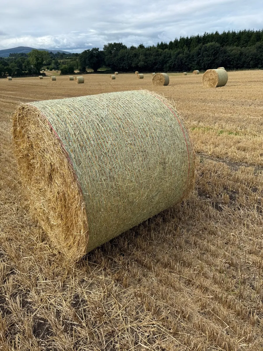 Golden spring barley bales - Image 3