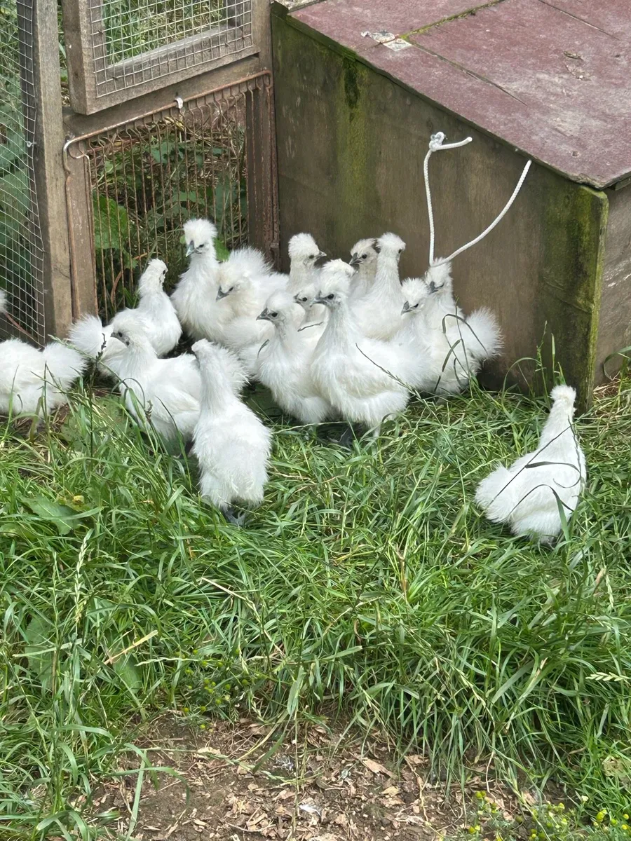Silkies - Image 1