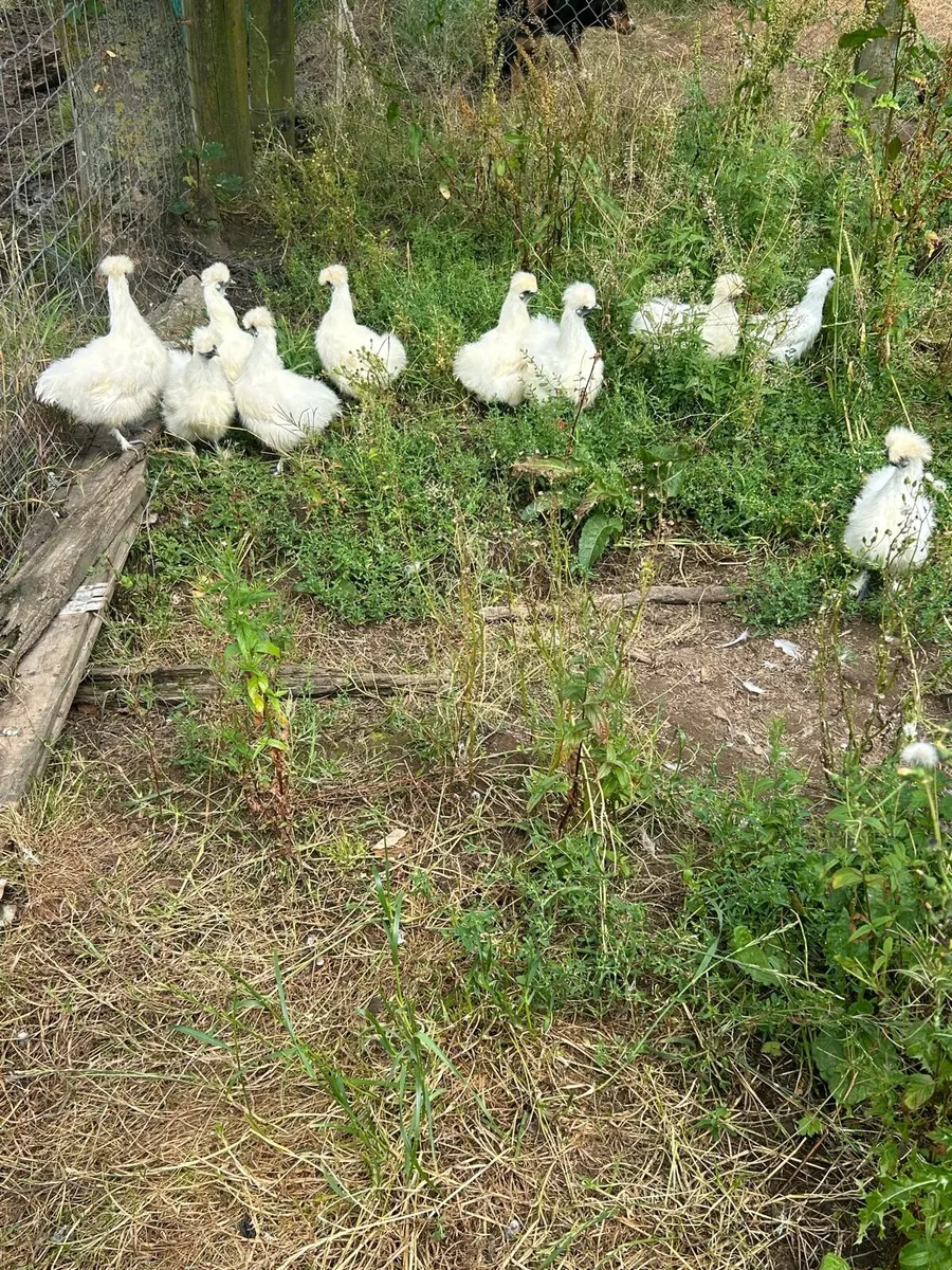 Silkies - Image 2